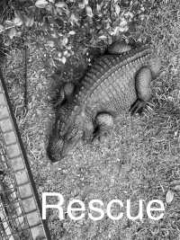 Wednesday&#039;s Word: RESCUE, jesus, salvation, alligator adventure, alligator rescue, faith, hope